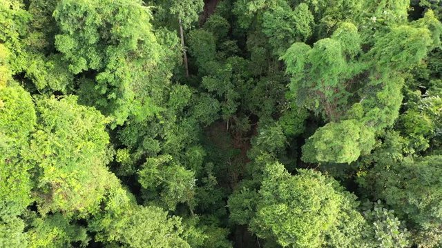 Rainforest mountain landscape from aerial drone	