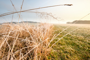 Fototapeta premium Beautiful close-up of dried frozen grass with ice crystals in a countryside meadow in the sunset. Seen in Franconia / Bavaria, Germany, in January.
