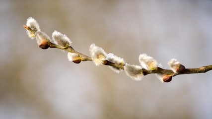 Cats are partly Flower buds sallow spring, spring nature background.