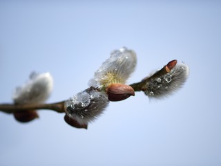 Cats are partly Flower buds sallow spring, spring nature background.