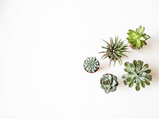 Various small succulents in pots on a white background. Top view. Copy space