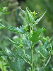 The garden grows Atriplex hortensis