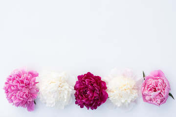 Five peonies horizontal