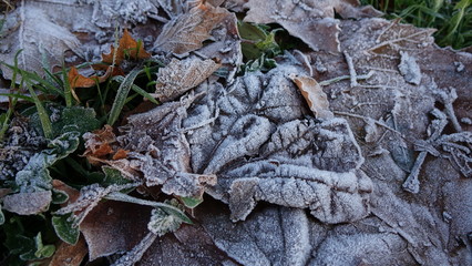 frost on autumn leaves