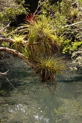 Plants hanging over water
