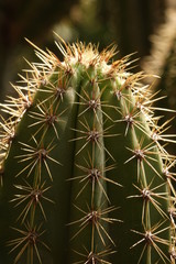 tip of that cactus