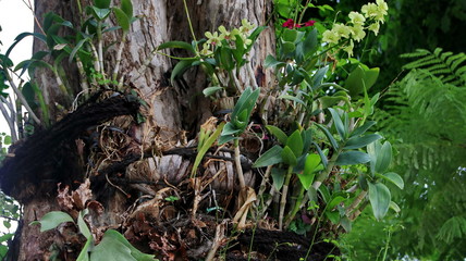 forest orchid flowers attached to a large tree in a park