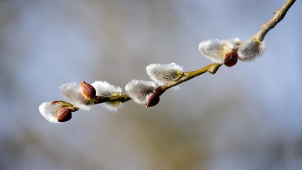 Cats are partly Flower buds sallow spring, spring nature background. © venars.original