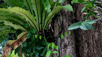 forest orchid flowers attached to a large tree in a park
