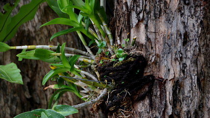 forest orchid flowers attached to a large tree in a park