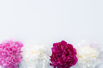 Four peonies horizontal