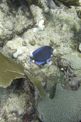 coral reef with fish
