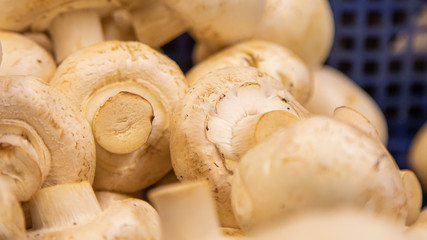 champignon mushrooms on display. a lot of fresh raw mushroom heap lies on the shelves