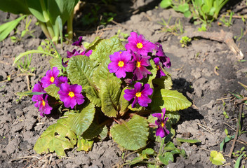 Pink and purple primula vulgaris subspecies sibthorpii is blooming in the flowerbed in spring. Growing and cultivation of beautiful spring primula flowers.