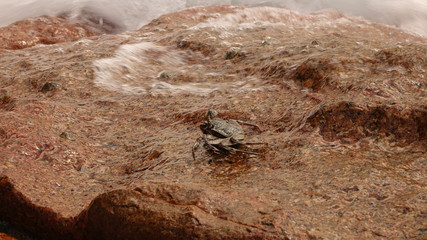 Crab on rock