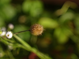 small thorn in the grass in summer, Russia