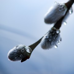 Cats are partly Flower buds sallow spring, spring nature background.