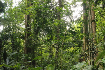 Exuberant nature inside a tropical rainforest