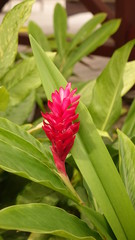 Red flower