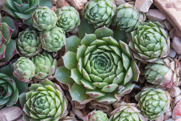 Fototapeta premium succulent plants,Echeveria lauixlindsayana