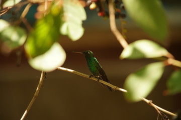A Bee humming bird the smallest bird species on a branch