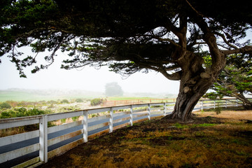 Tree and fence landscape