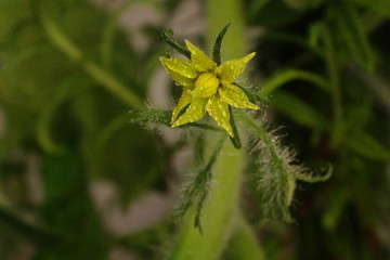 Yellow flower 