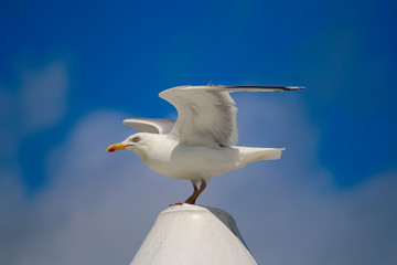 Möwe