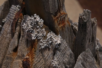 Lichen moss and rust marks on a wethered old grey wooden post in the Namib desert