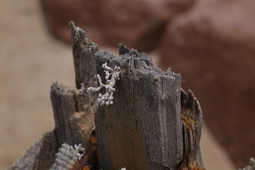 Close view of lichen moss growing on a weathered grey wooden post in the Namib desert 