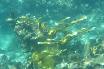 Fototapeta na wymiar A coral in murky water on a tropical island reef