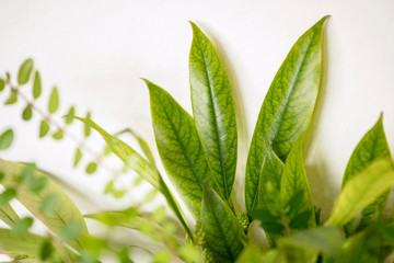 Close up of fresh light green leaves on white background, abstract composition. Foliage background. 