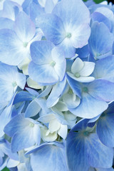 Close up of beautiful blue and white hydrangea flowers in full bloom, background texture.