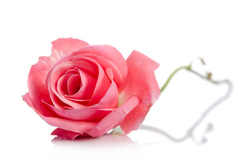 beautiful single pink rose lying down on a white background © Soyka