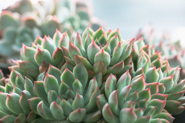 Obraz premium succulent plants,Echeveria lauixlindsayana