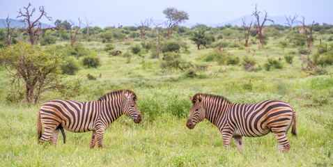 Burchell's zebra pair together in the mating season image in horizontal format