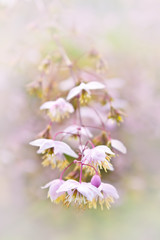 Close-up of chinese meadow-rue flowers, nostalgic and romantic background texture.