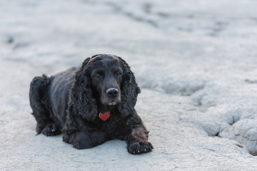 Beautiful black young cocker spaniel standing in the lunar landscape of the muddy volcanoes, Paclele, Berca, Buzau County, Romania