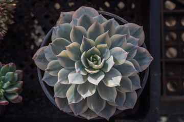 succulent plants,Echeveria lauixlindsayana