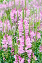 Obraz premium Lots of pink dragonhead or obedient plant flowers, floral background texture.