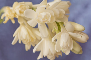 Obraz premium Close-up of white tuberose flowers, in front of a soft blue background.