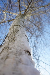 Obraz premium Birch tree. Closeup trunk and bare branches in blue sky