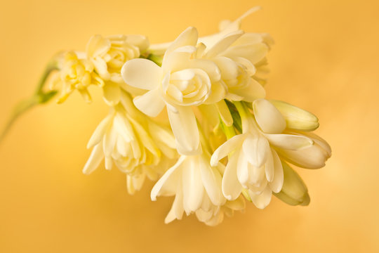 Exotic tuberose flowers in soft light, in front of a yellow gold background.