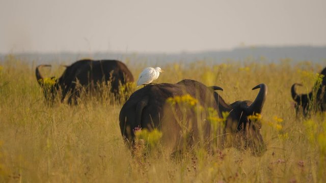 A panoramic shot of a Cattle Egret sitting atop a male Cape Buffalo, revealing their symbiotic relationship.