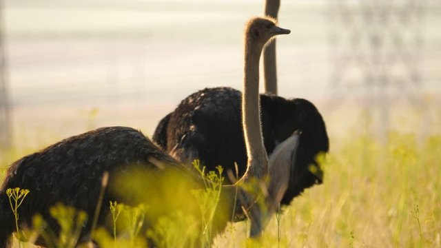 An ostrich stalks through tall grassland past a herd of zebras as power lines and tranmission towers are visible in the background.