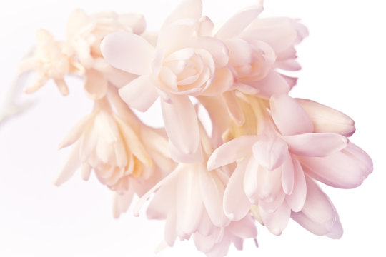 Exotic white and pink tuberose flowers in soft light, nostalgic and romantic background texture.