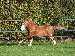 Naklejka na ściany i meble Beautiful Welsh Stallion