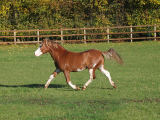 Naklejka na ściany i meble Beautiful Welsh Stallion