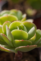 succulent plants,Echeveria lauixlindsayana