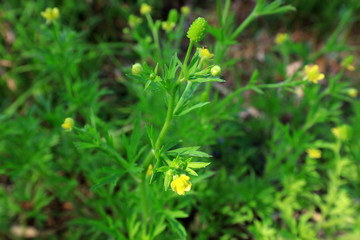 Ranunculus yangziensis in the field